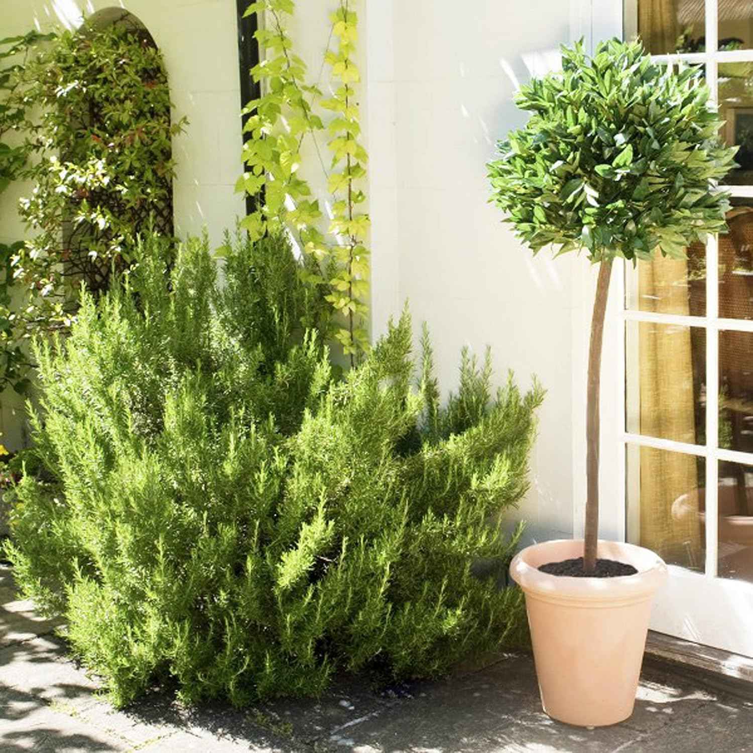 Artificial Bay Tree 5ft 150cm Premium Quality Decorative Plant GreenBrokers
