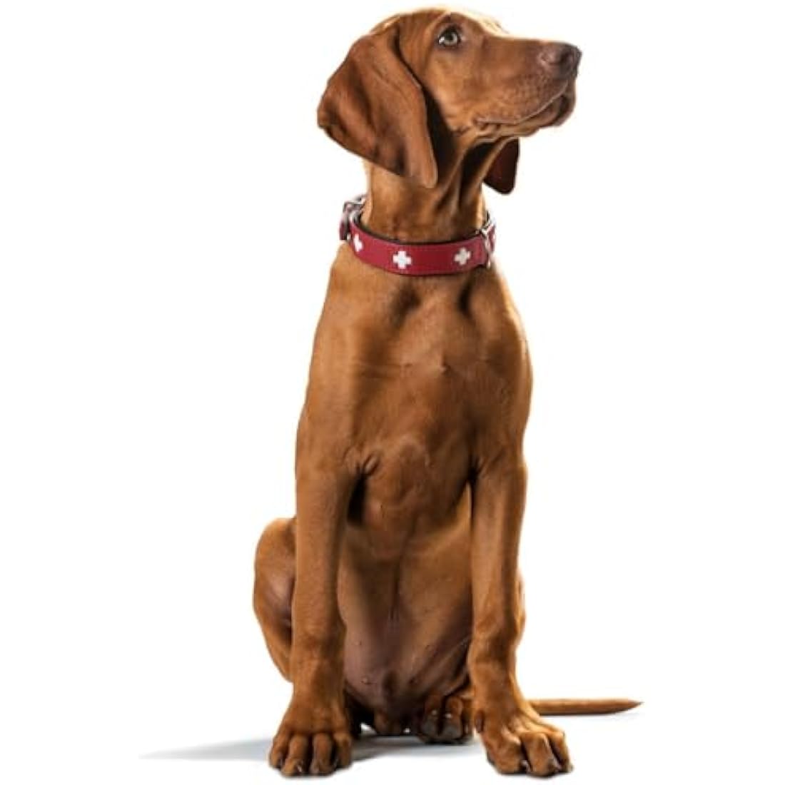 Hunter - Swiss 35-39.5Cm Necklace Red / Black