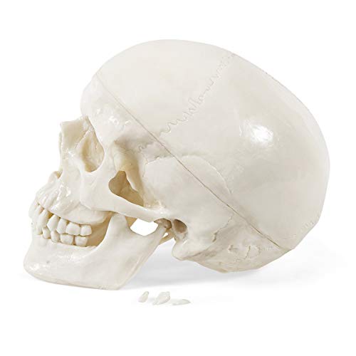 Elementary Anatomy The Budget Skull - Life Size Human Skull model - 3-Part