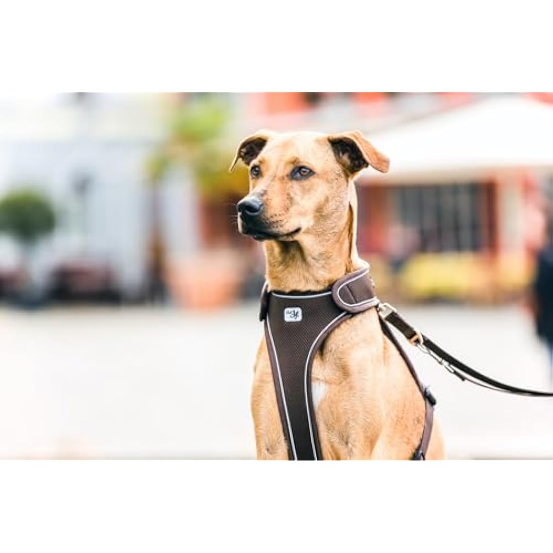 Belka Harness Black M