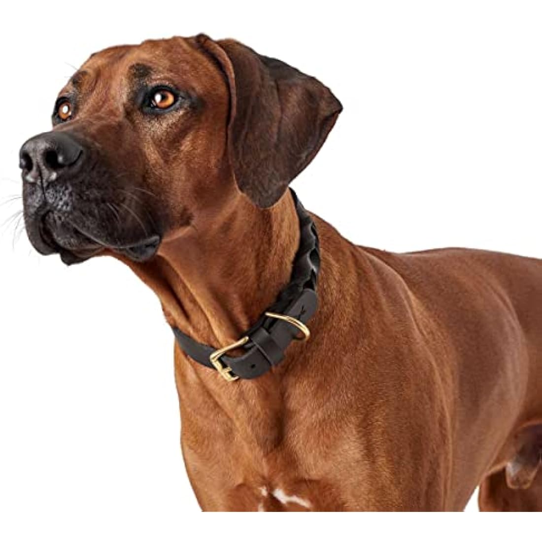 HUNTER Sansibar Solid Dog Collar Leather Heavy Duty Grippy Braided 45 (S-M) Black