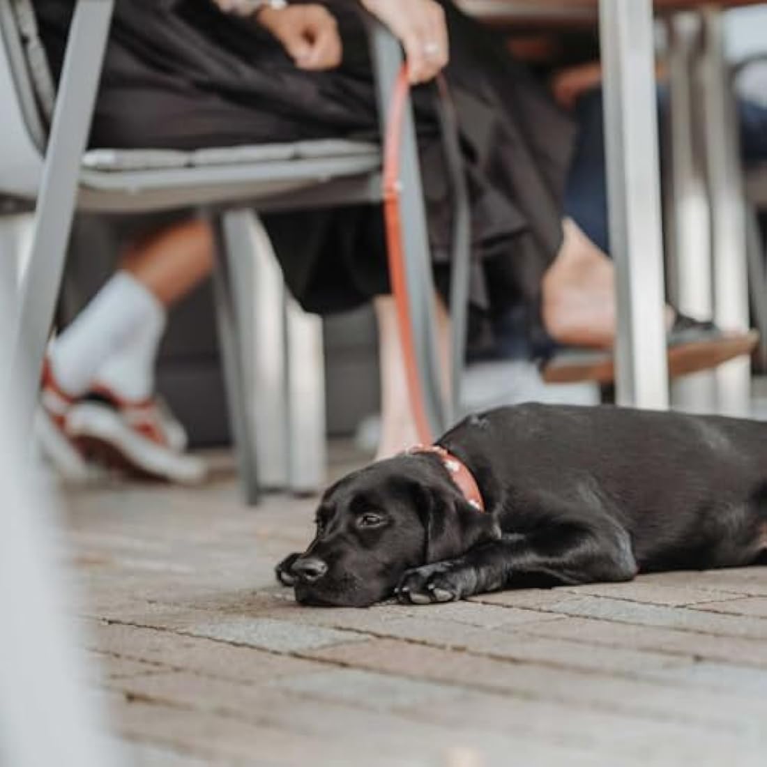 Hunter - Swiss 47-54Cm Necklace Red / Black