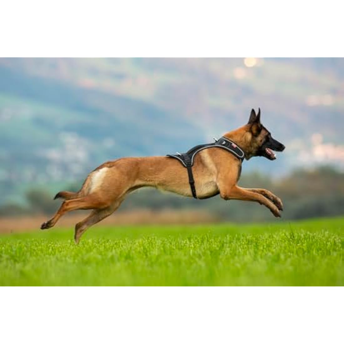 Belka Harness Black M