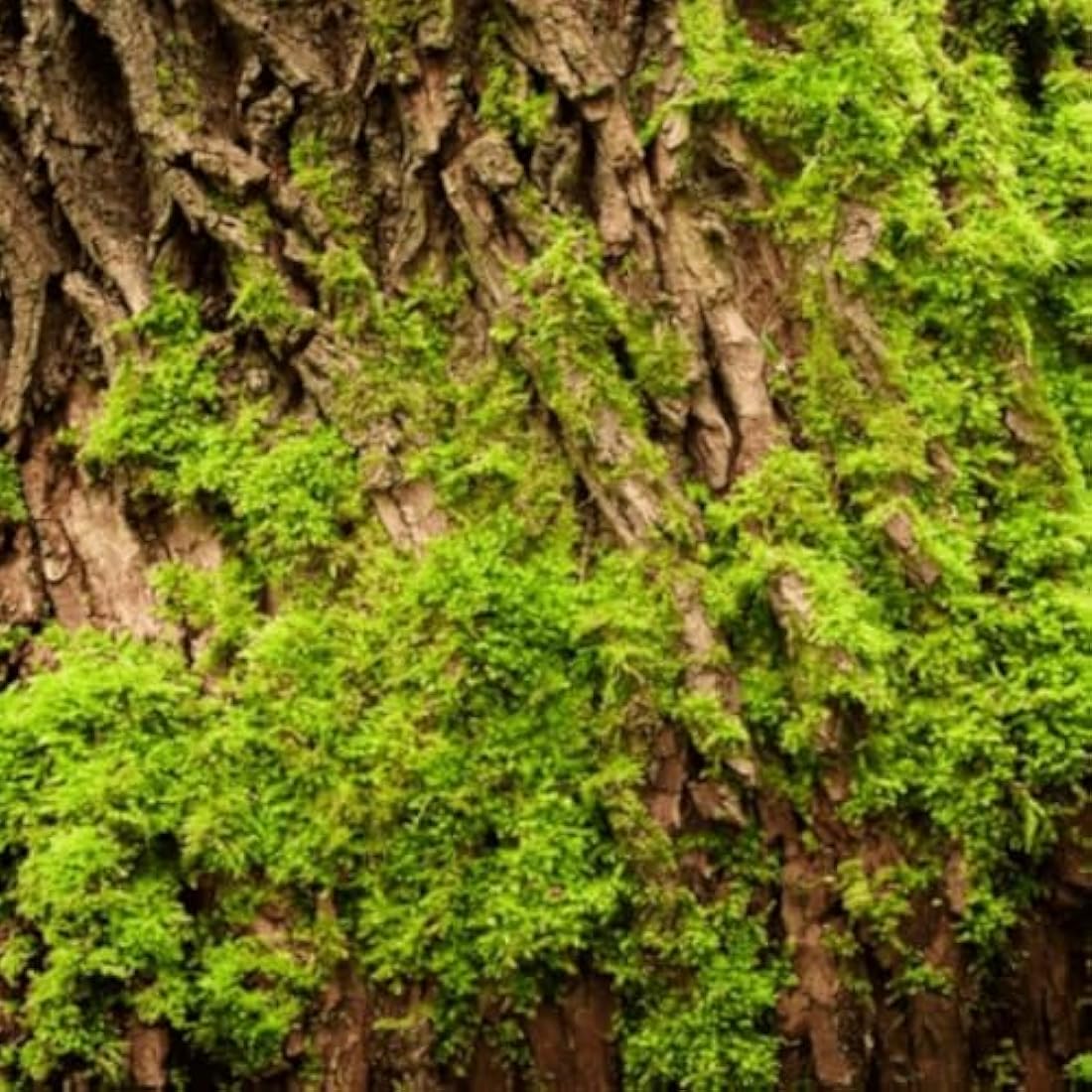 Yodeyma Active Man - Eau De Parfum 50ml - EDP - Long Lasting Fragrance for Men