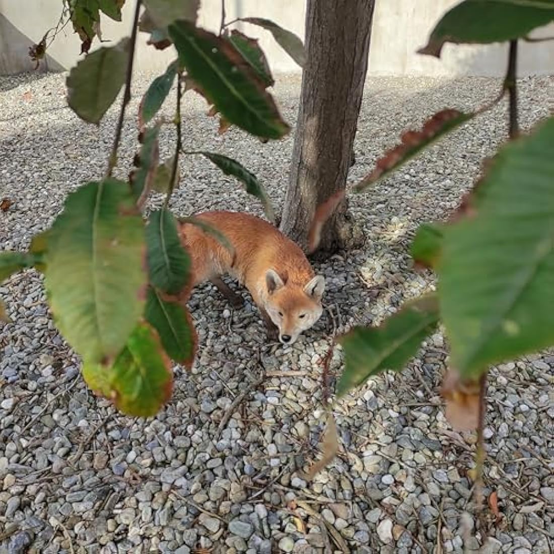Real Life XL Prowling Fox Garden Ornament (SizeA)