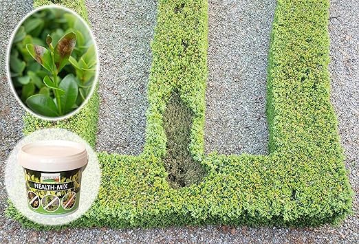 TOPBUXUS HEALTH-MIX - Leaf Fertilizer to Stop and Prevent Box Blight - 2kg for 1000m? Boxwood