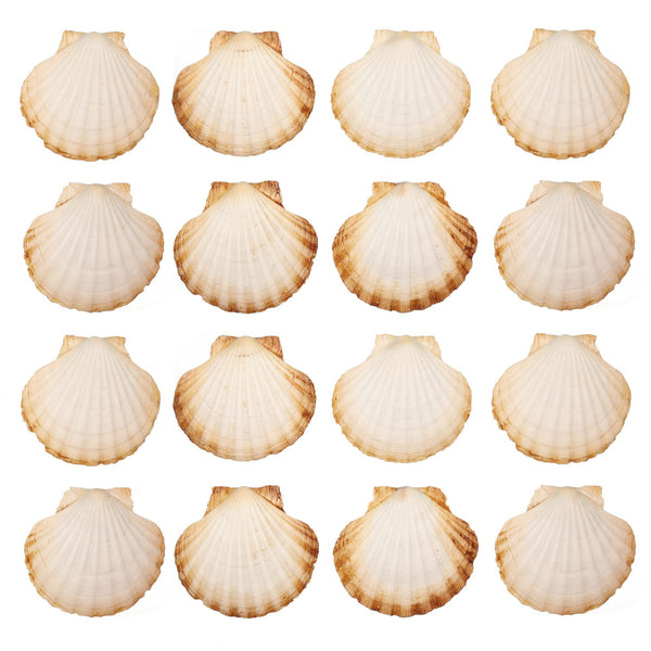 Finoly Natural Scallop Shells 16 Units | 10x11cm (4 inch) | Scallop shells for Serving Food, DIY, etc | Large Seashells | Empty Clam Shells
