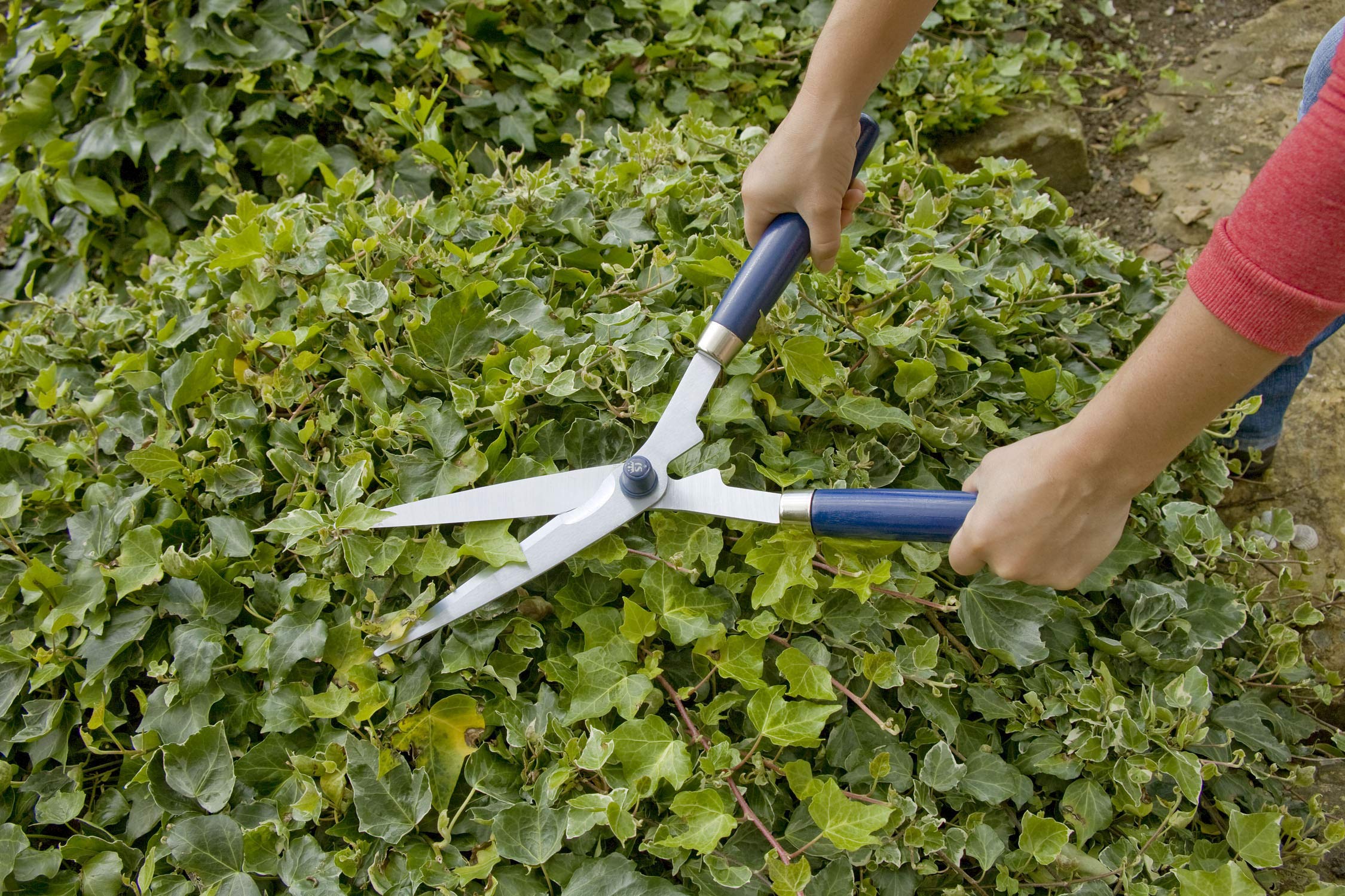 Spear & Jackson 4875RSS Razorsharp Steel Wooden Handle Shear