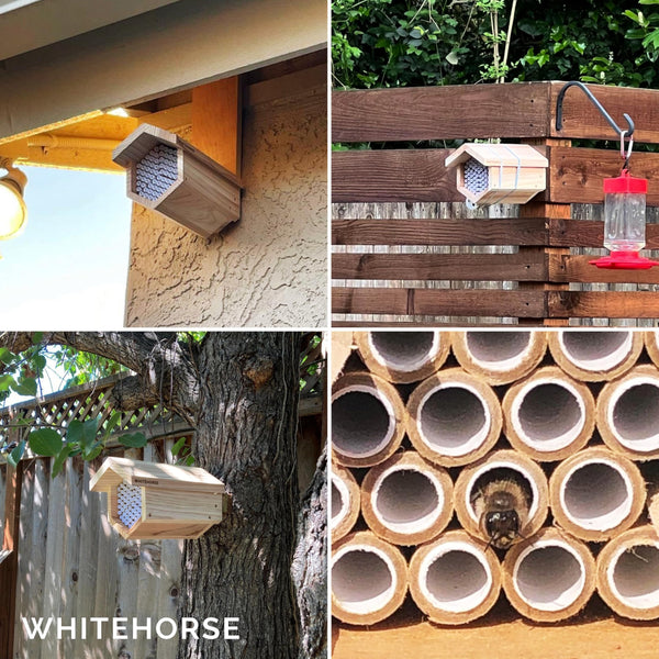 WHITEHORSE Premium Cedar Bee House - 15 cm Long Replaceable Tubes - Perfect for Mason Beekeeping - An Insect Hotel Built to Last - Support Bees While